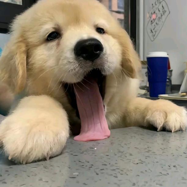 ₍˄·͈༝·͈˄*₎◞ ̑̑