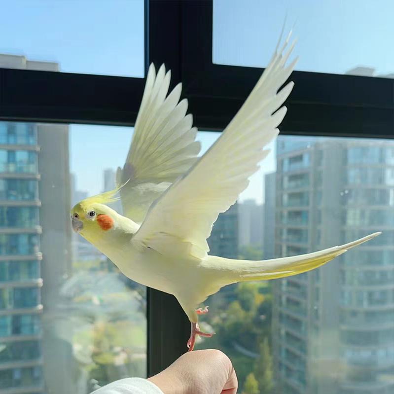 丹姐鹦鹉养殖小武自配粮