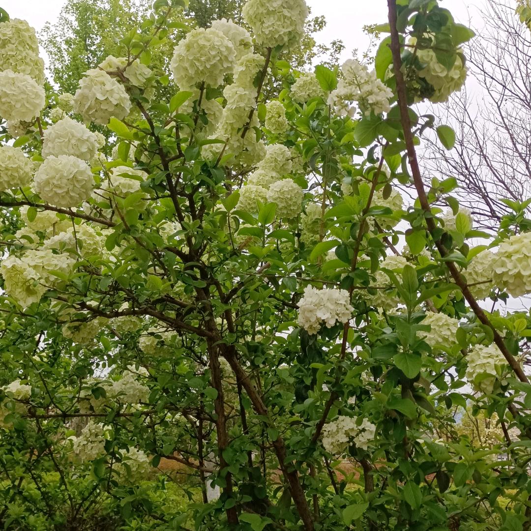 冬天雪花(王)