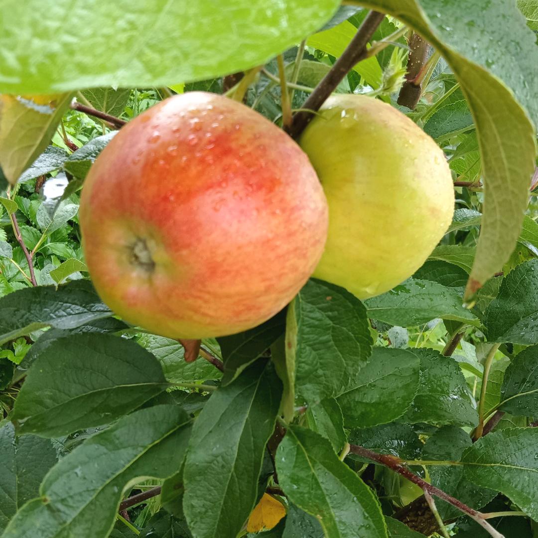 乡村记录🍎🍎