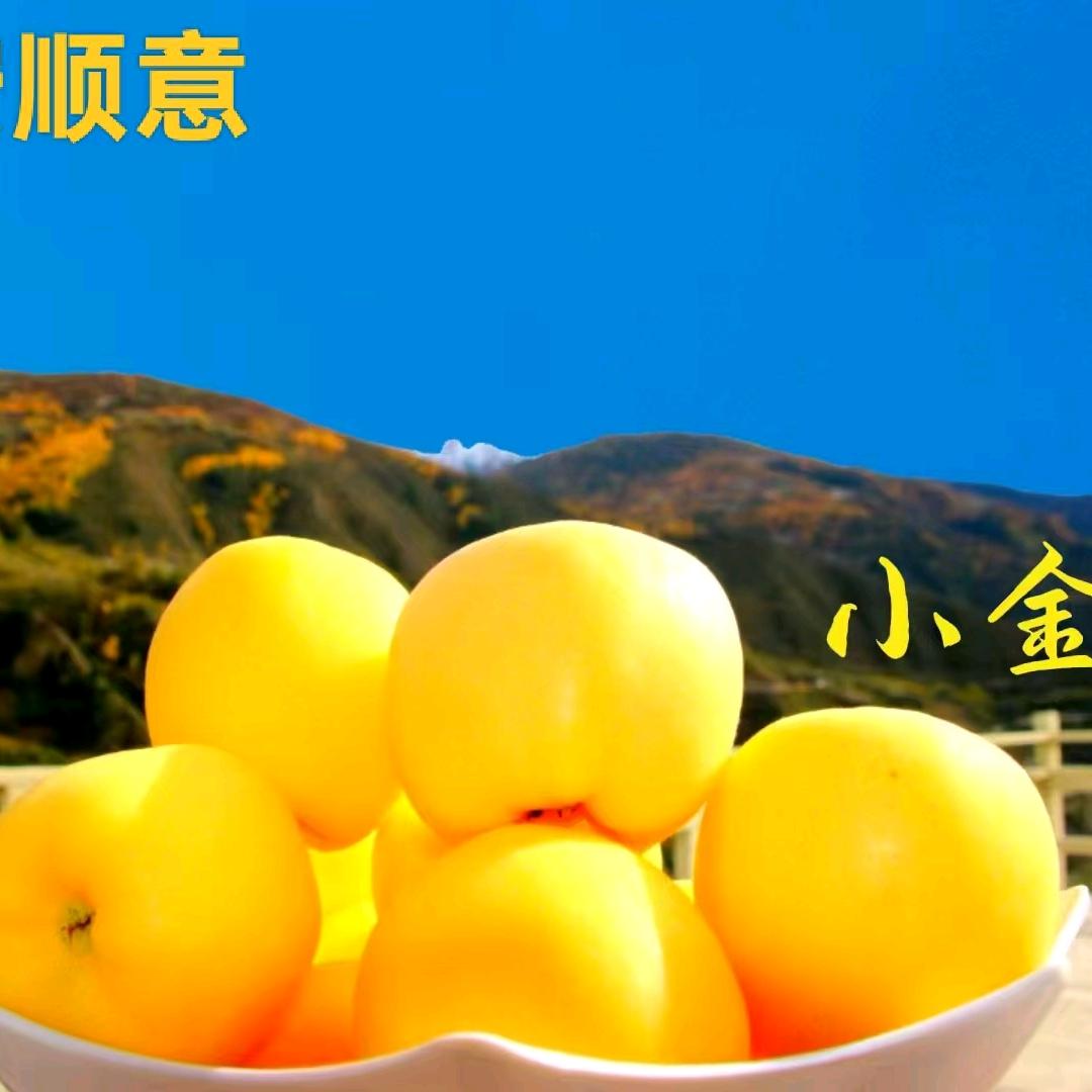 龙