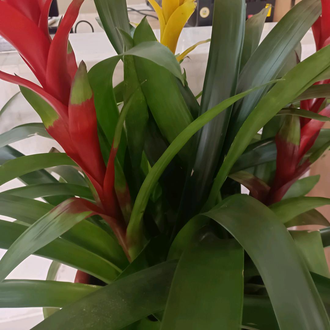 小棉花