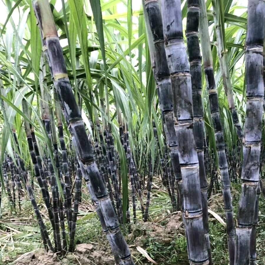 秋丽