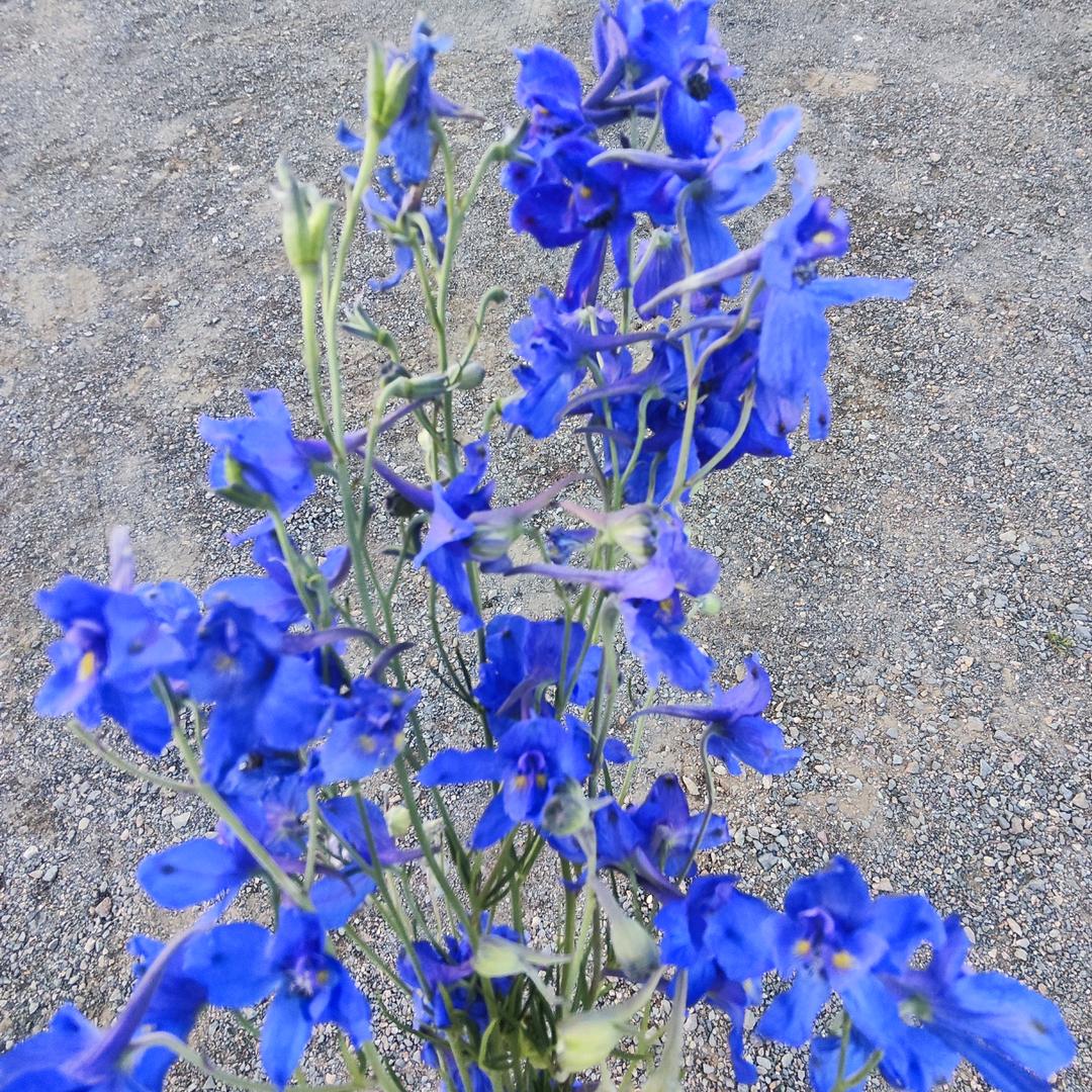 ꧁༺莫菲༻གིིིۣۣۣۖۖ
