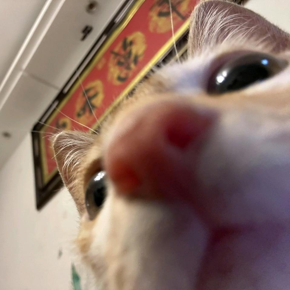 葱花小鱼