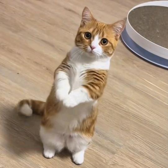 大瑶和萌宠猫🍀
