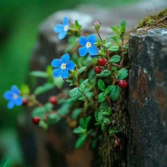 芊墨