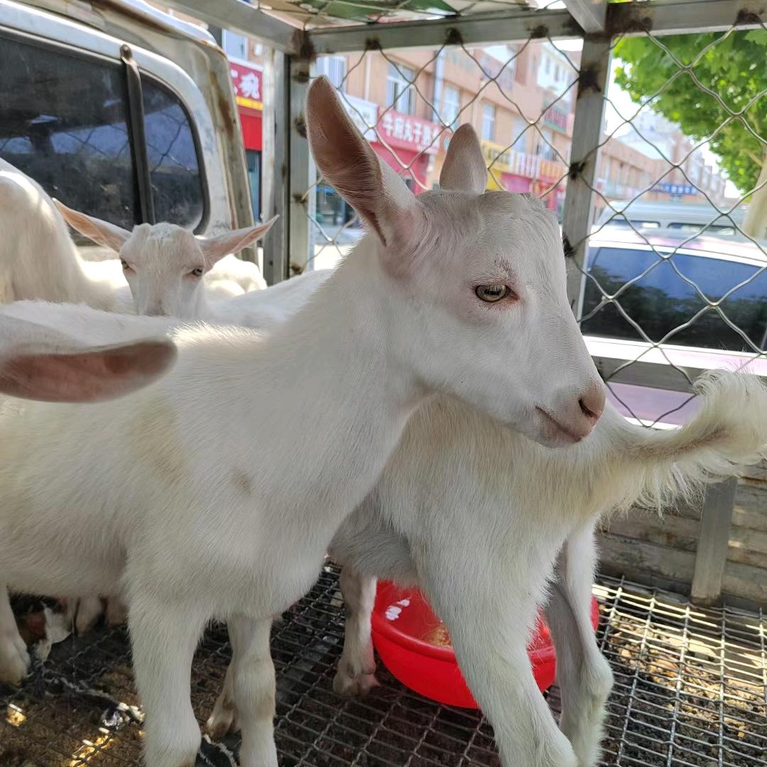 旧镇鲜牛羊肉（小营店）