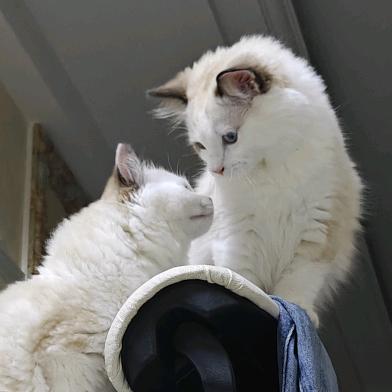 杨柳飘飘史迪仔