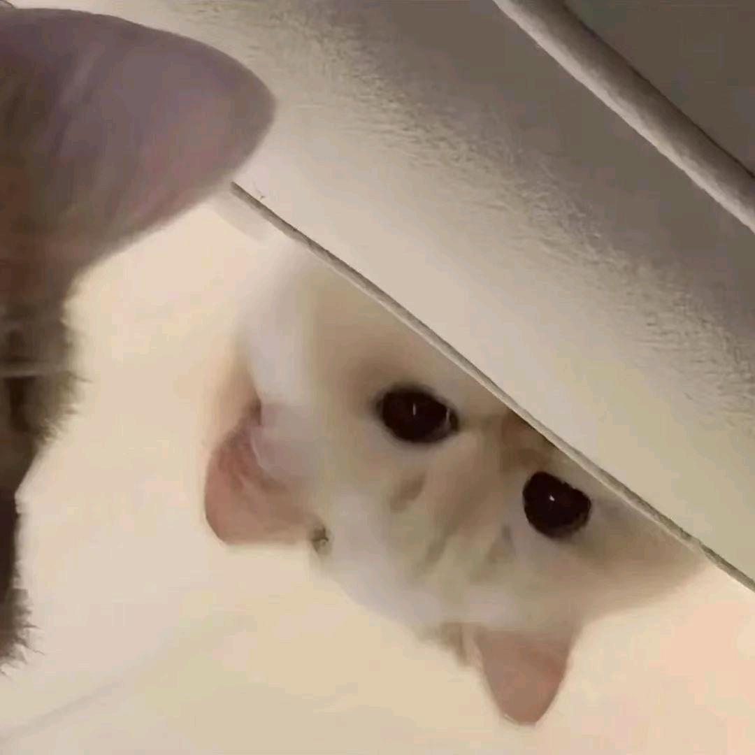 小小破防.