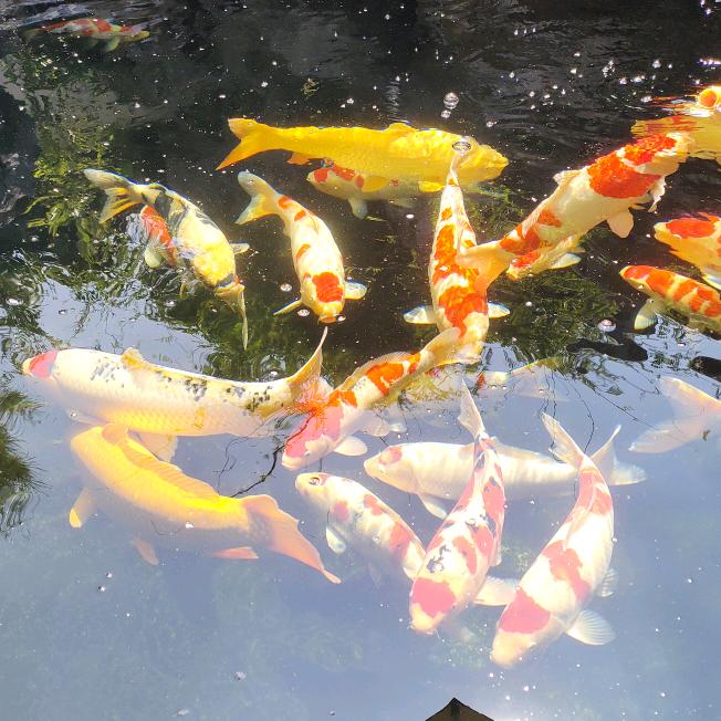 醉无畏(直播版)