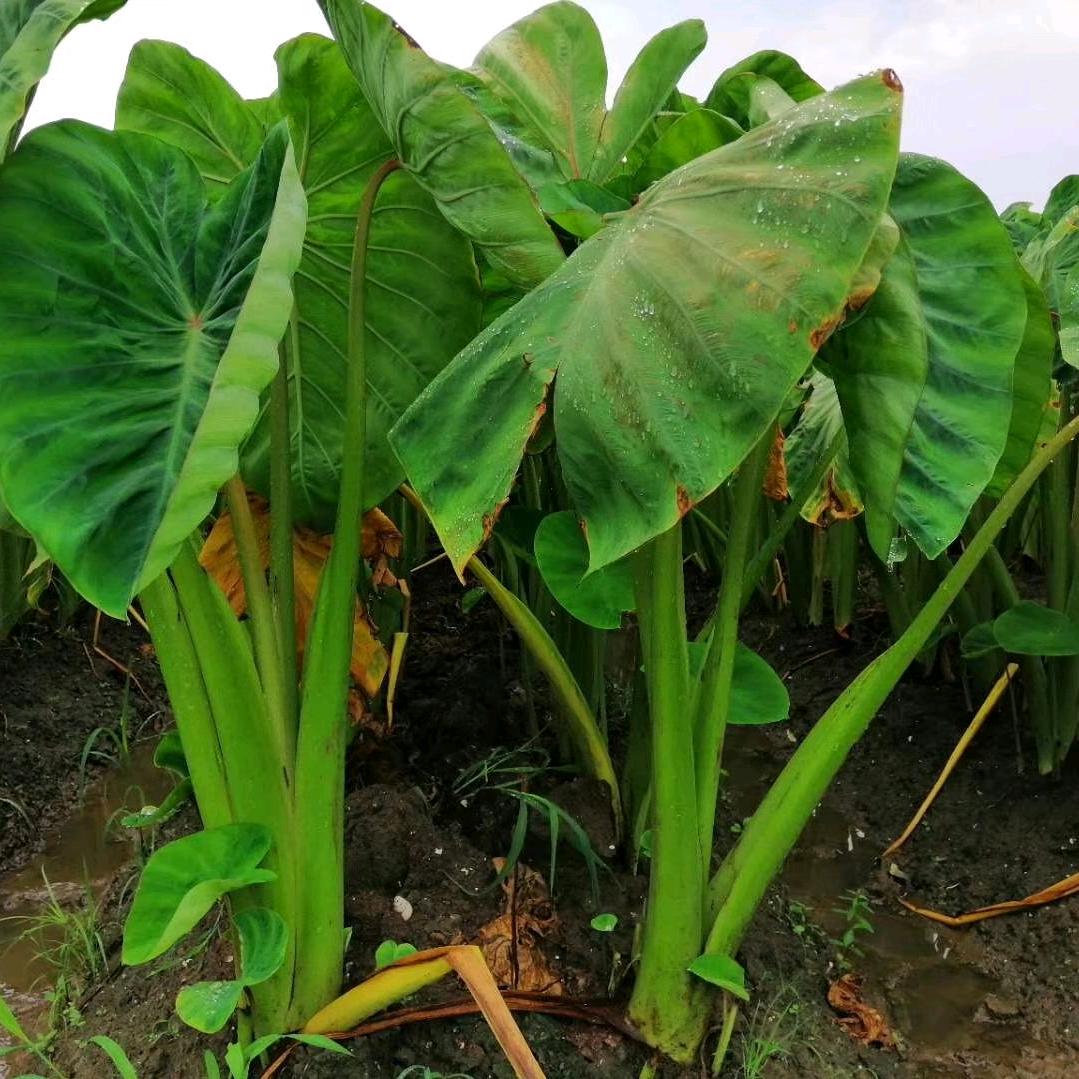 野生大芋头～建昌红芽香芋