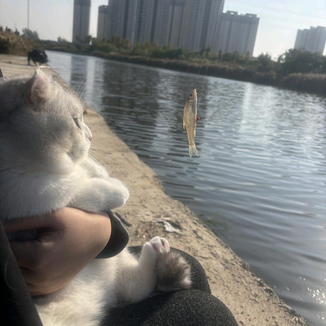 咪咪的生活号