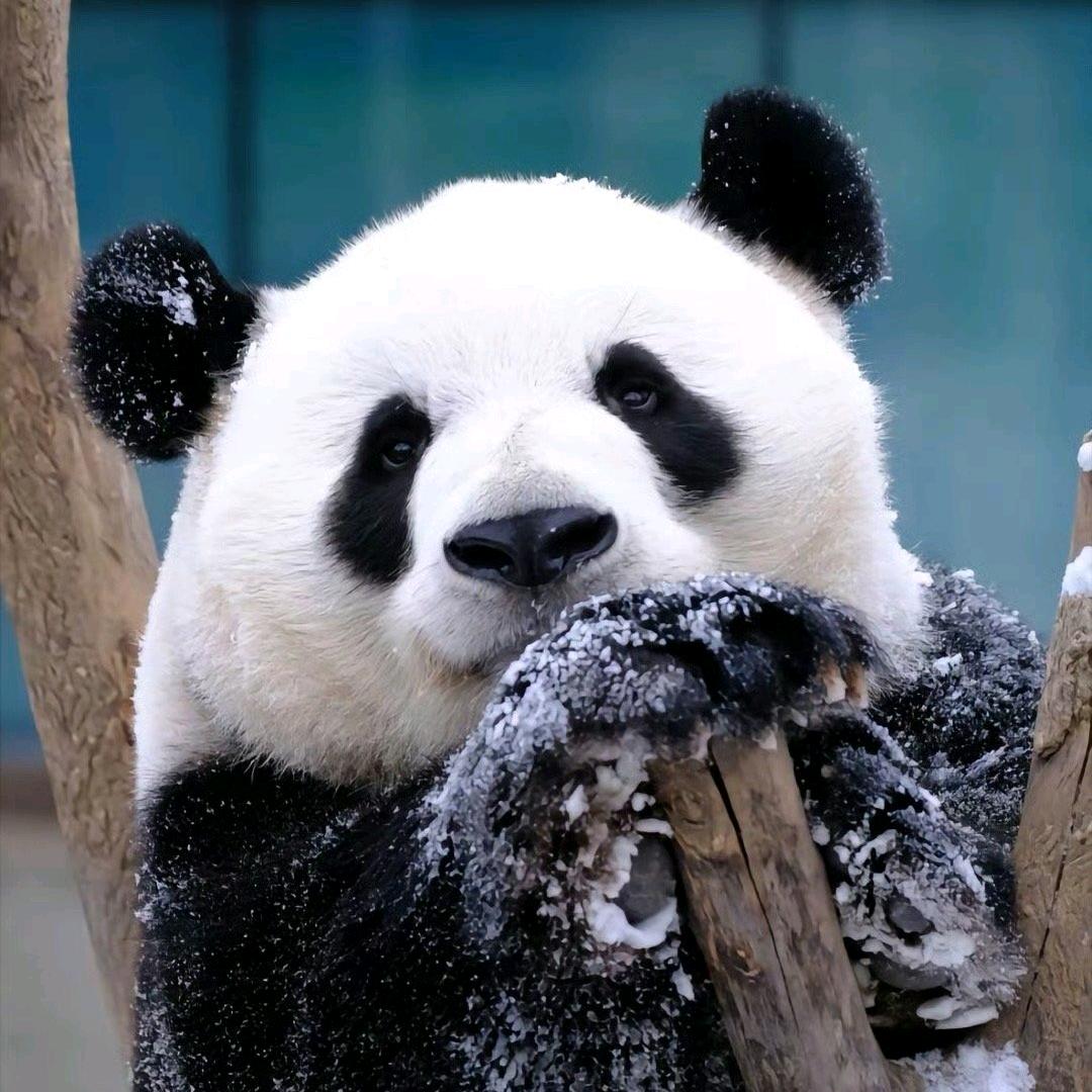 小小熊宝叽