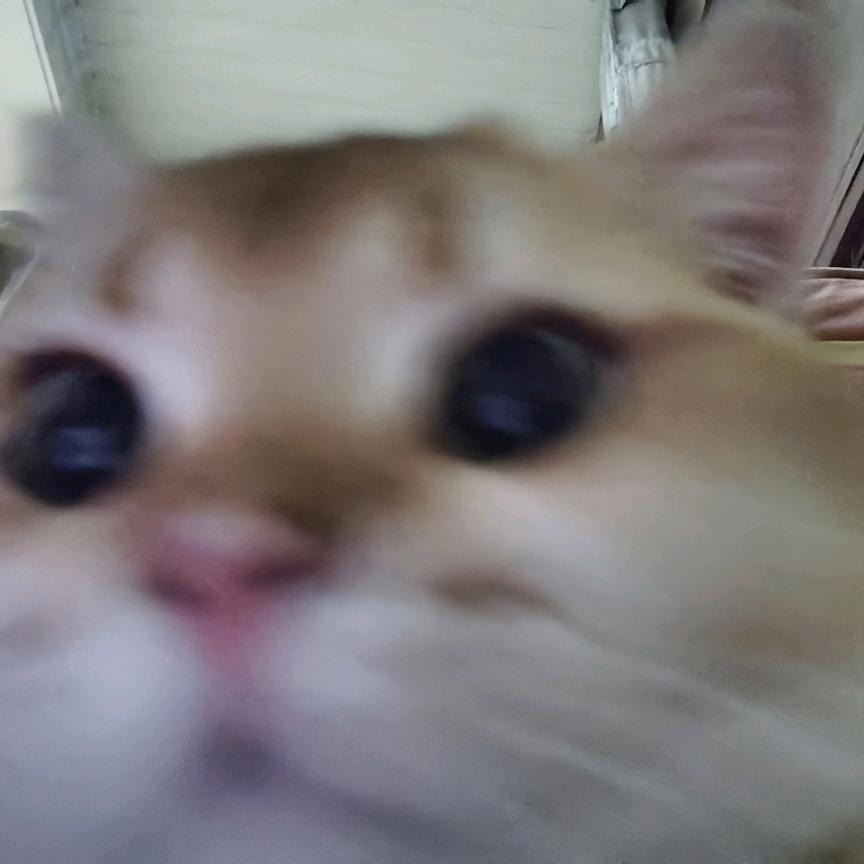 暖暖喵喵酱🐾
