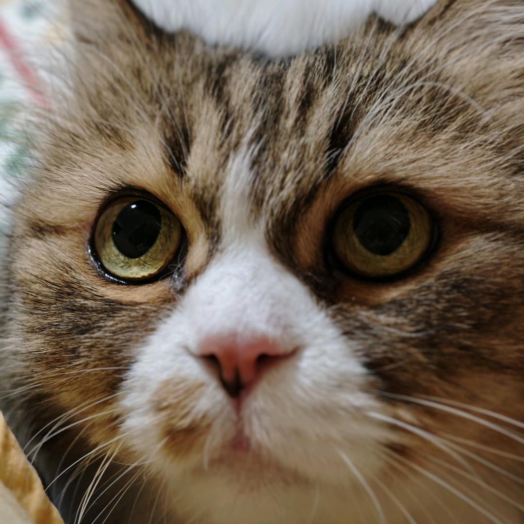 滋欧以ᴳᴱᴹ(IAG到场8次版)