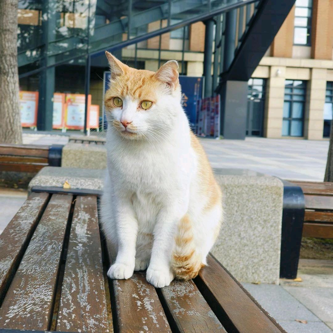 宁大Cat学长
