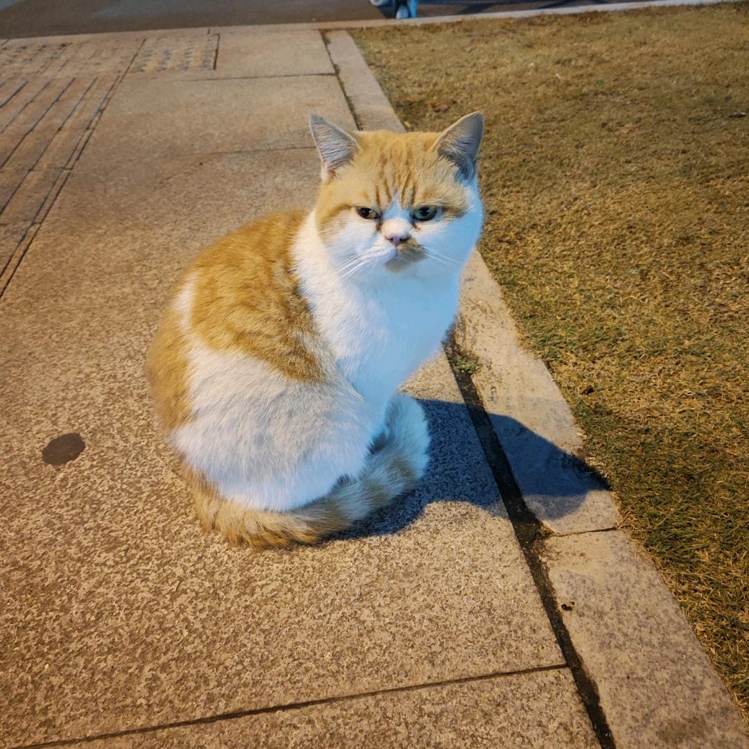 @柯大