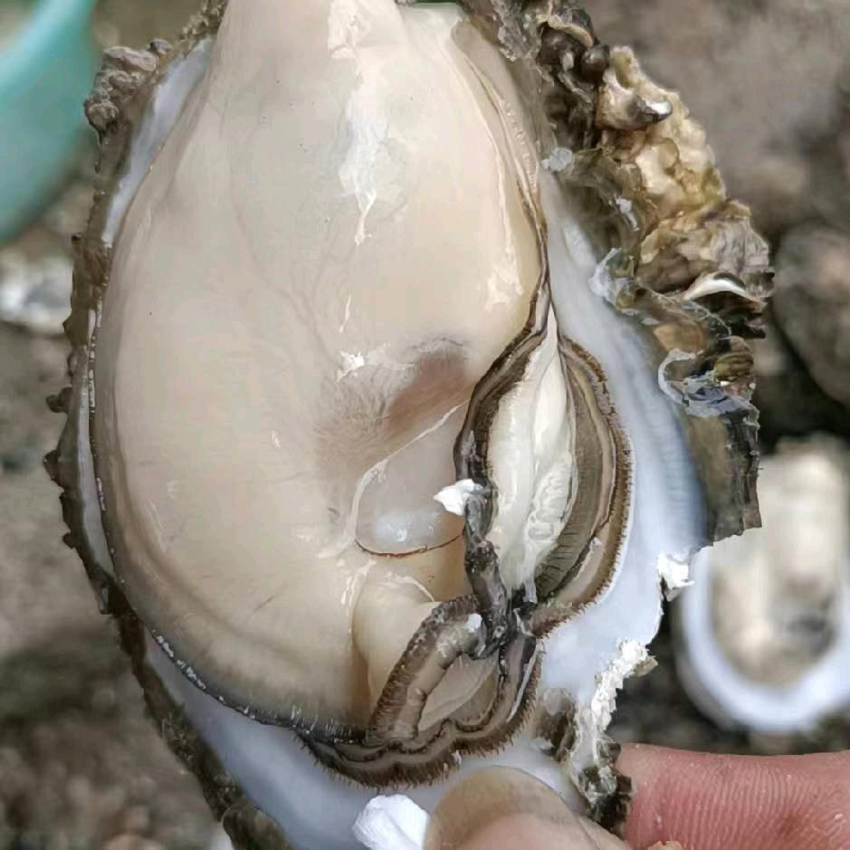 小薇薇