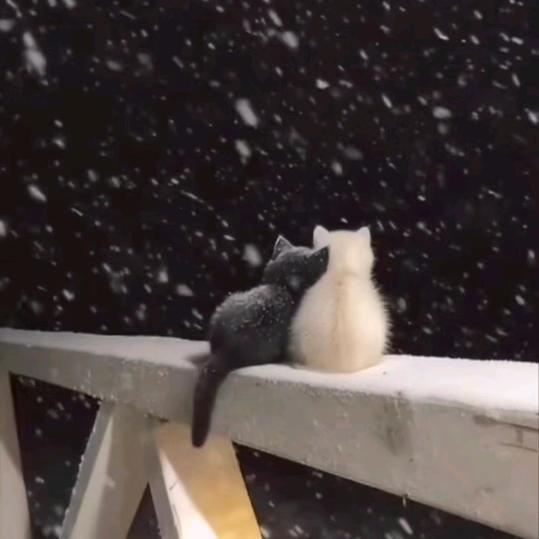 (｡･ω･｡)ﾉ♡奇卡   奇卡