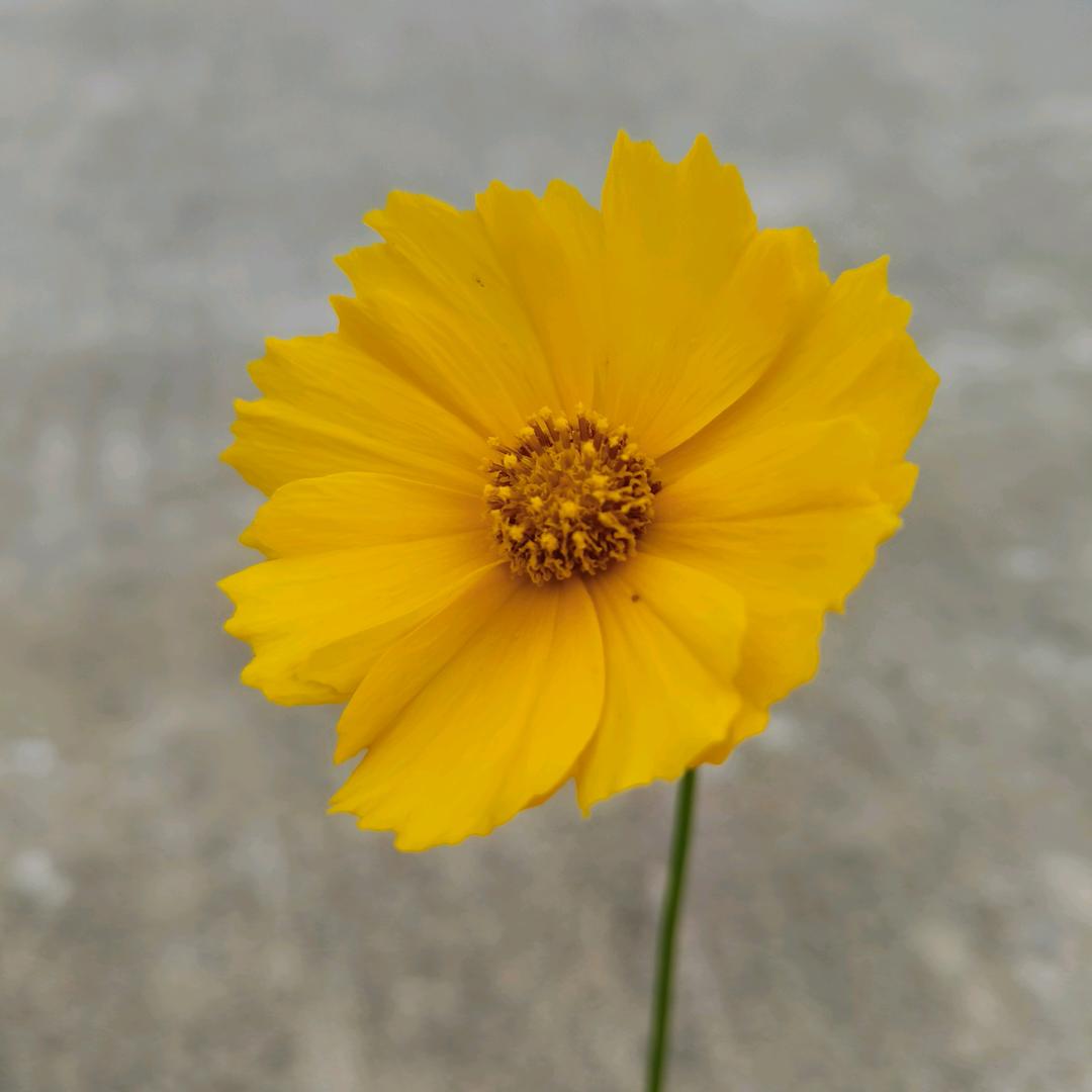 孤芳自赏