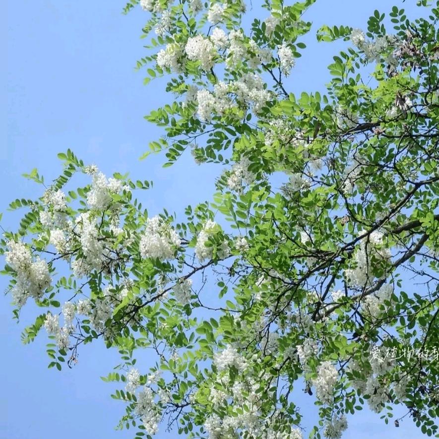 云川姐姐