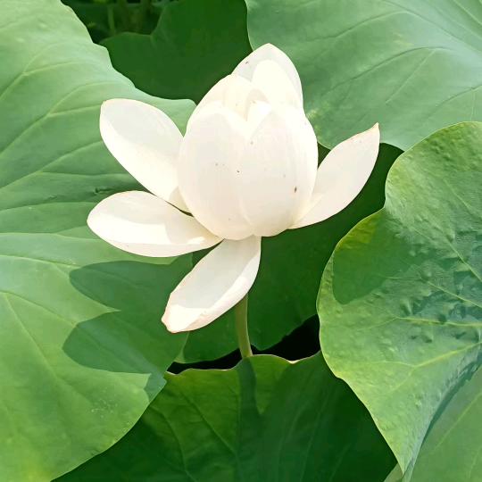 红藕香残玉簟秋