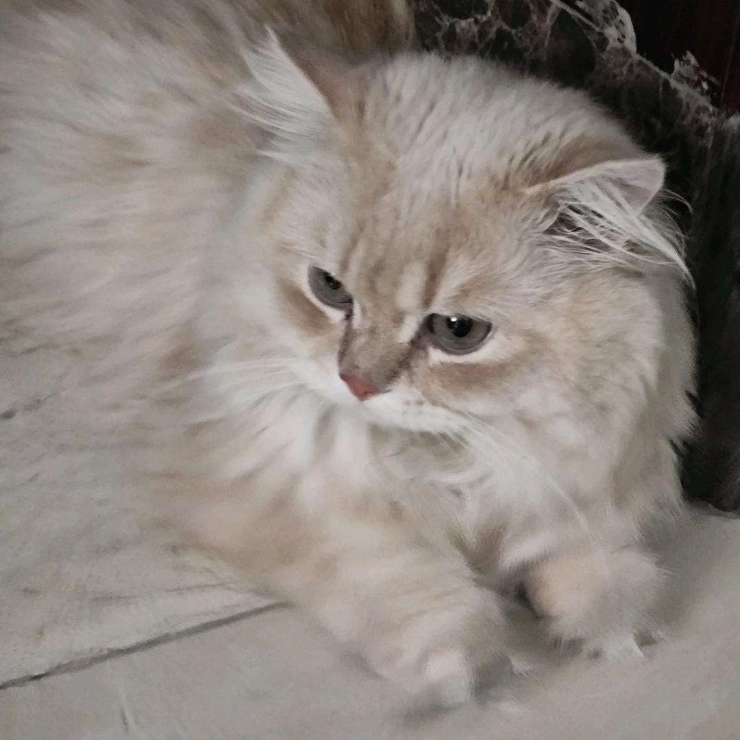 可乐是只猫