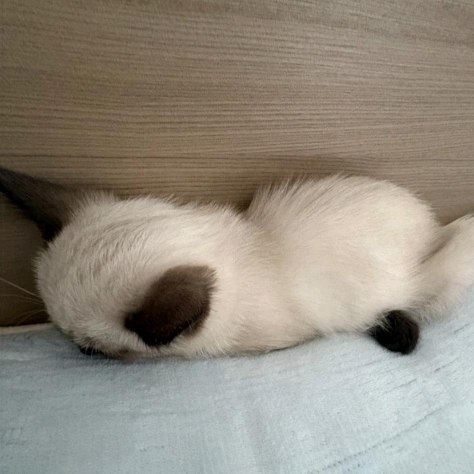 催催小猫头像