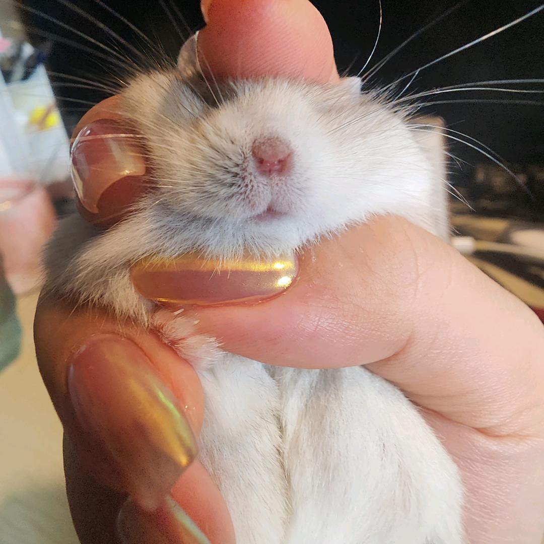 布丁是只小仓鼠