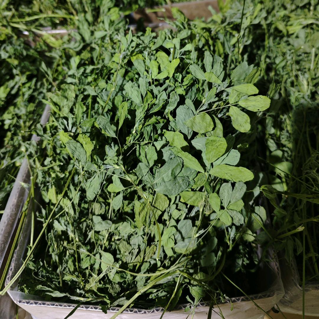 清新乐享·草场直销