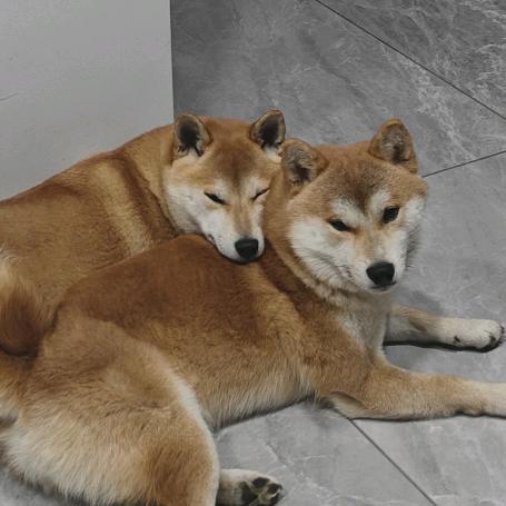 球福的朋友圈