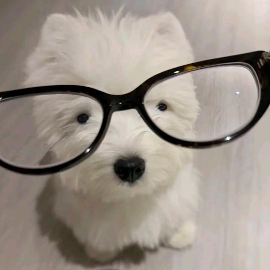 小柠檬