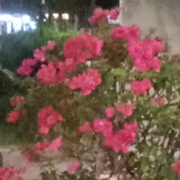 芳芯