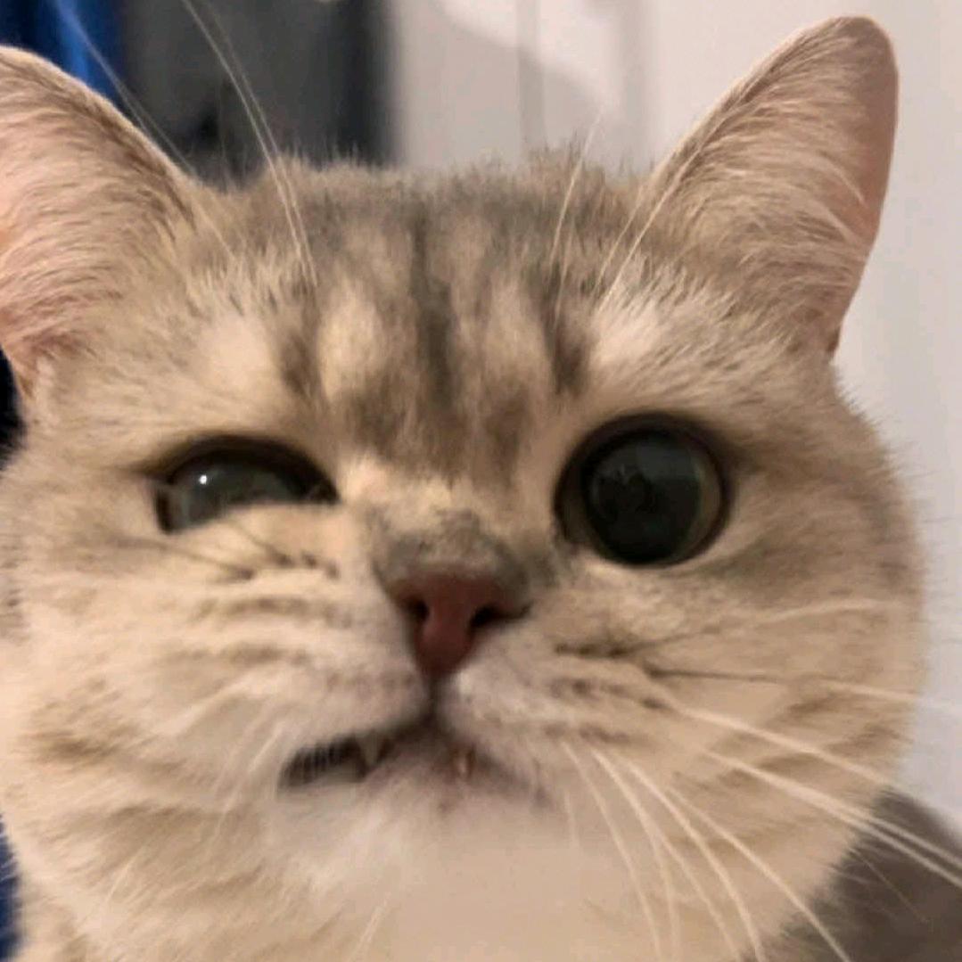 小牛马𖠚ᐝ