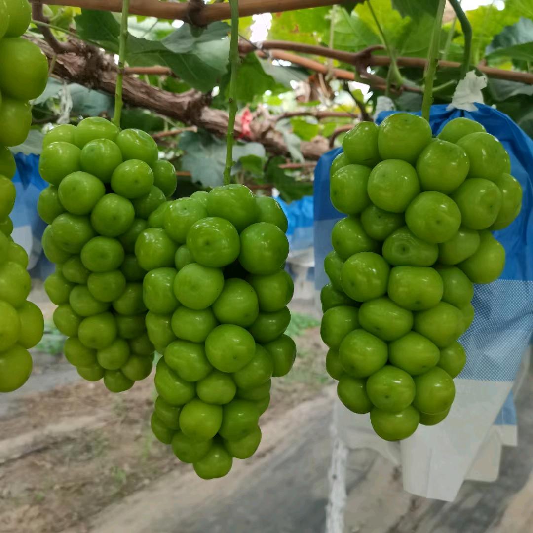 各种水果代收  代发芳姐