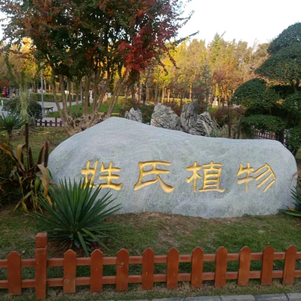 三妮
