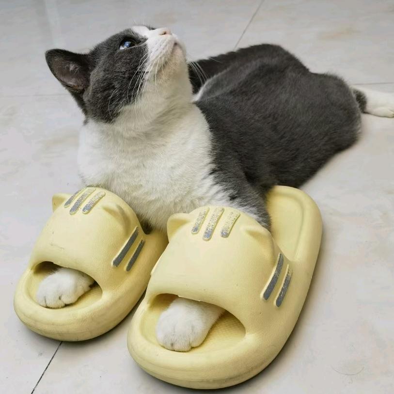 靓靓是只大脸猫