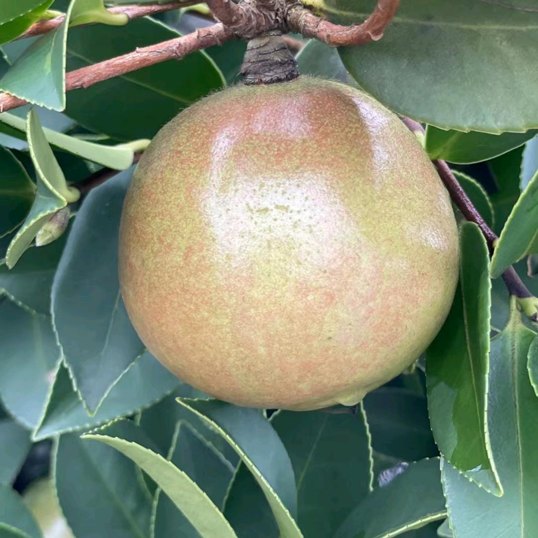 湖南坤颖农林油茶苗培育公司