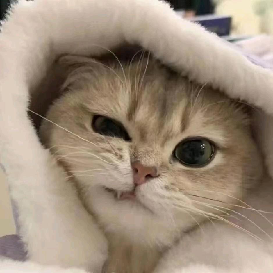 阿古朵猫猫