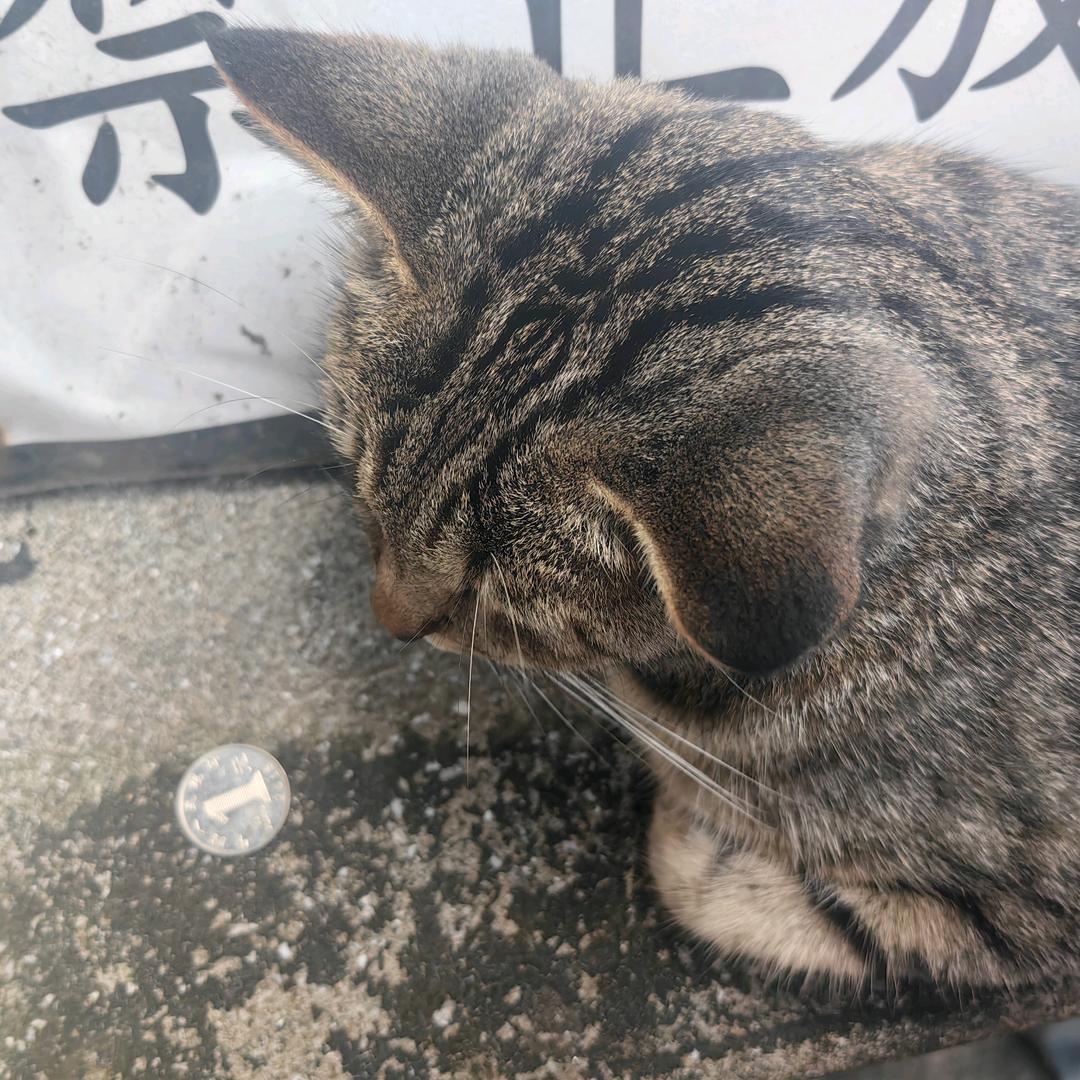 一只爱财猫🍒