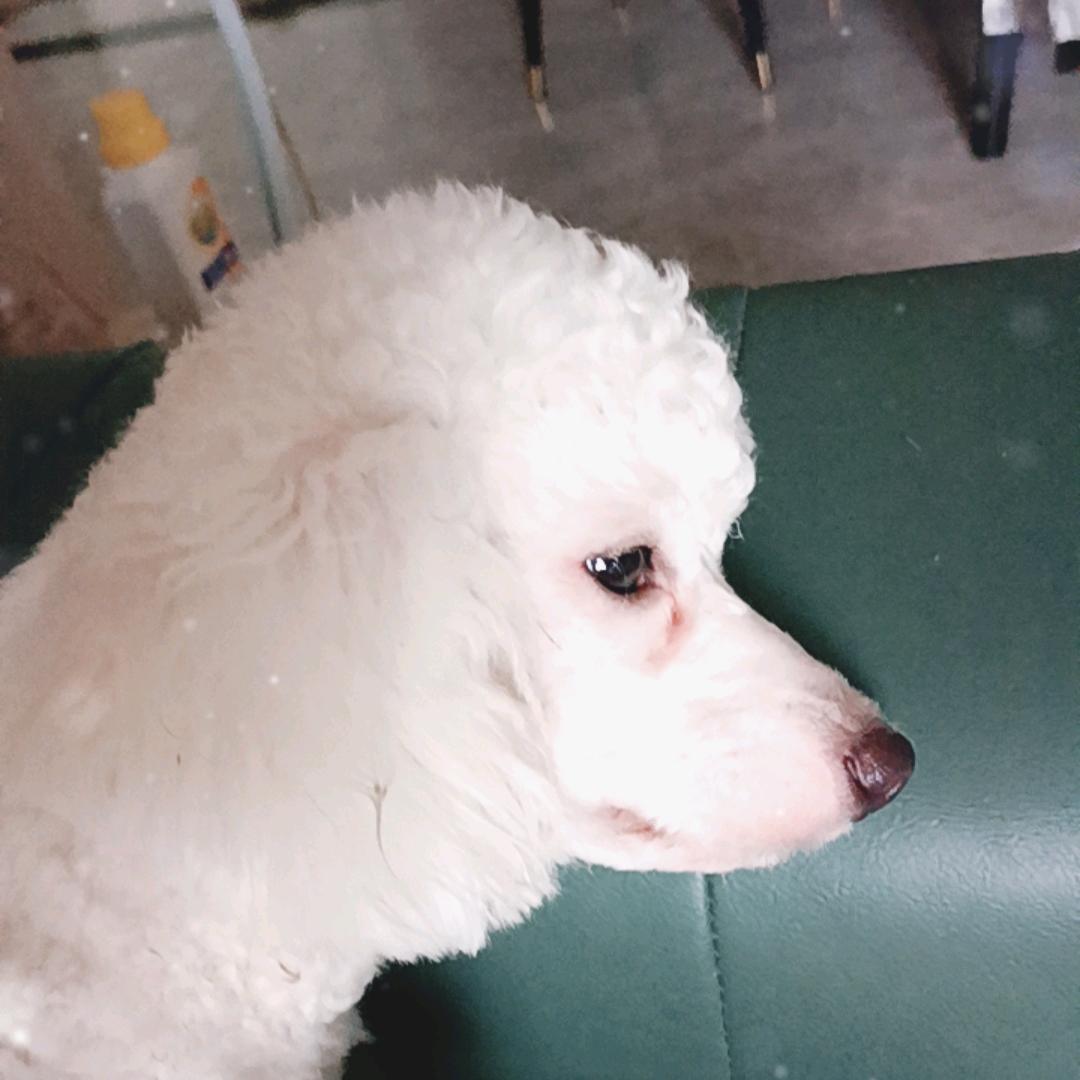 小影