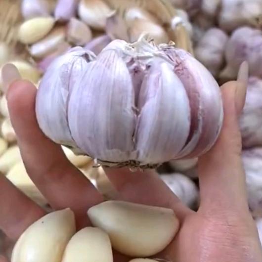 老钱聊大蒜