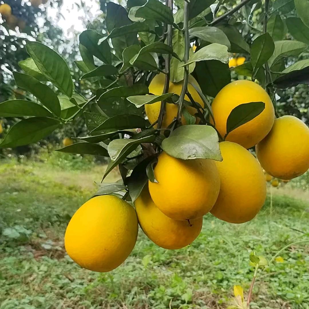 水果批发零售