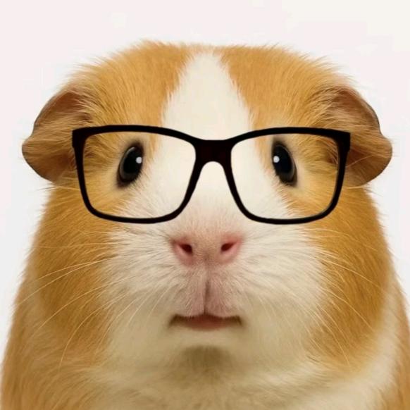 一只荷兰猪