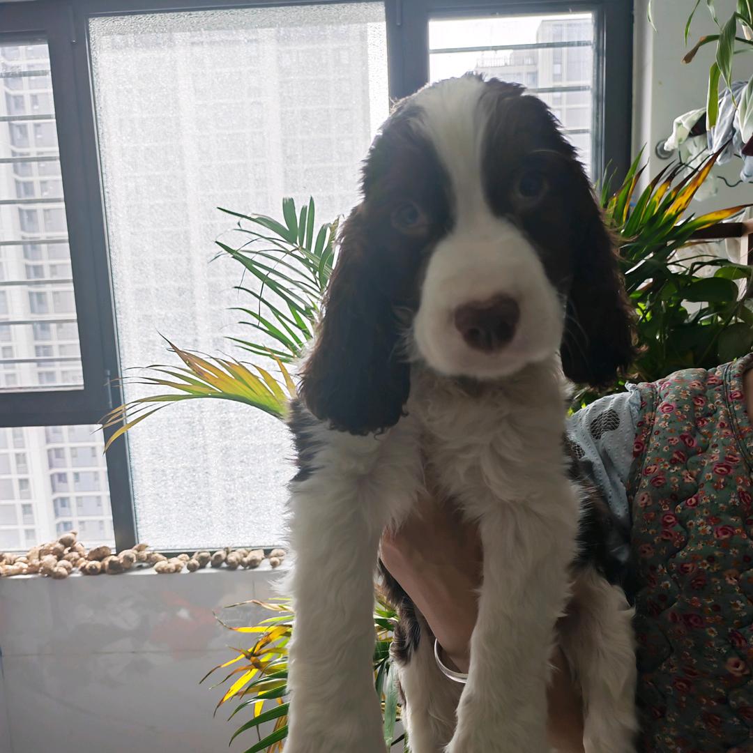 史宾格犬舍