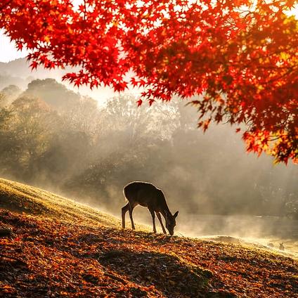 张牙无爪的尤鱼