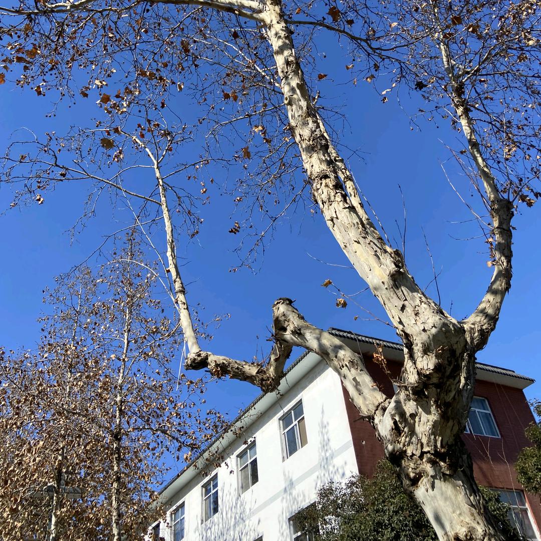 斩不断的忧郁罪