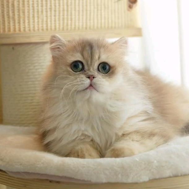 皓龙猫舍（卡通版渐层）