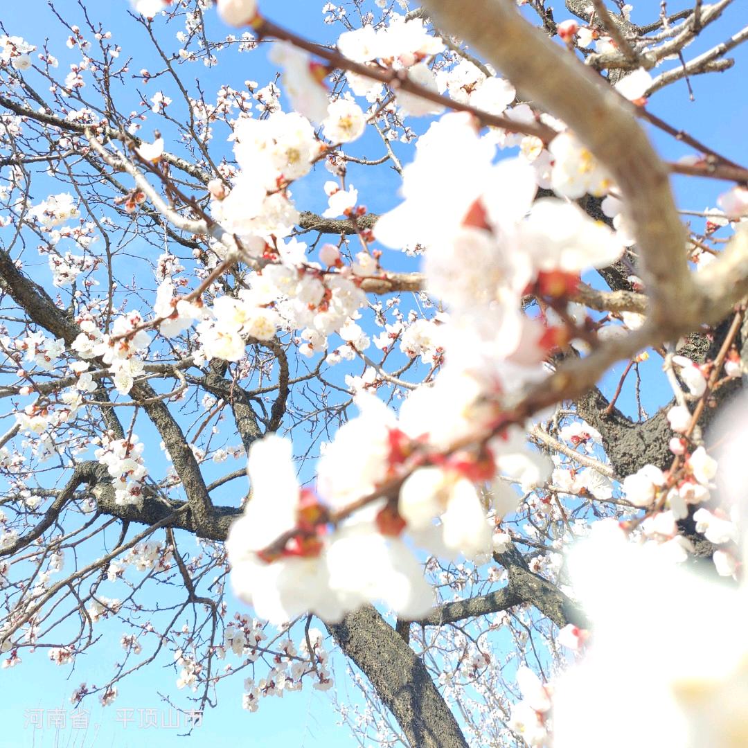 四季🌸🌸安然